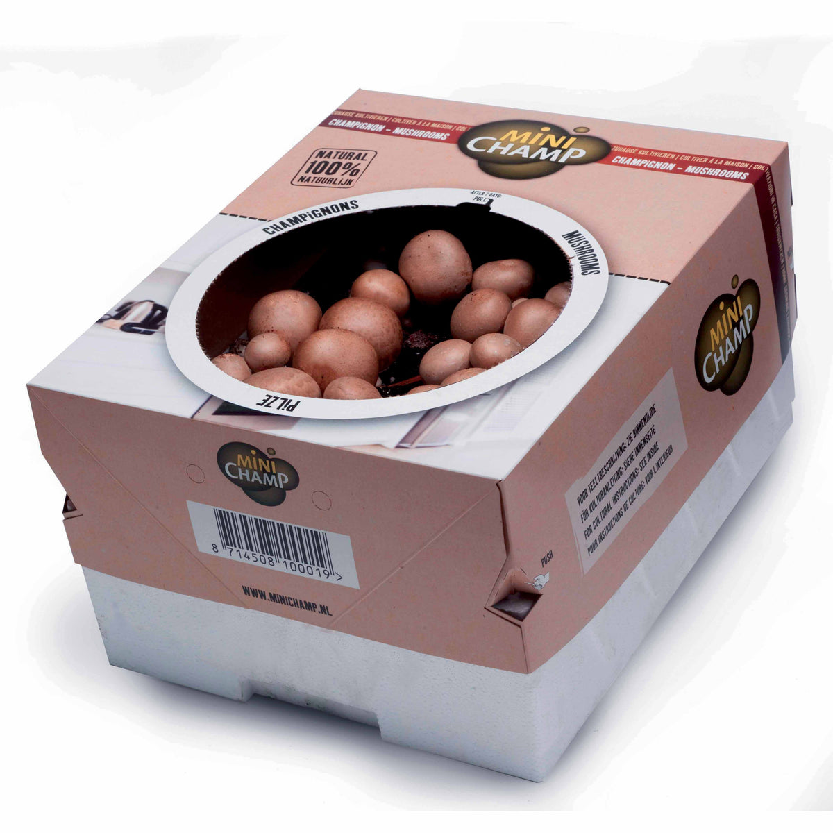 Champignon-Zuchtset - Agaricus bisporus avellaneus