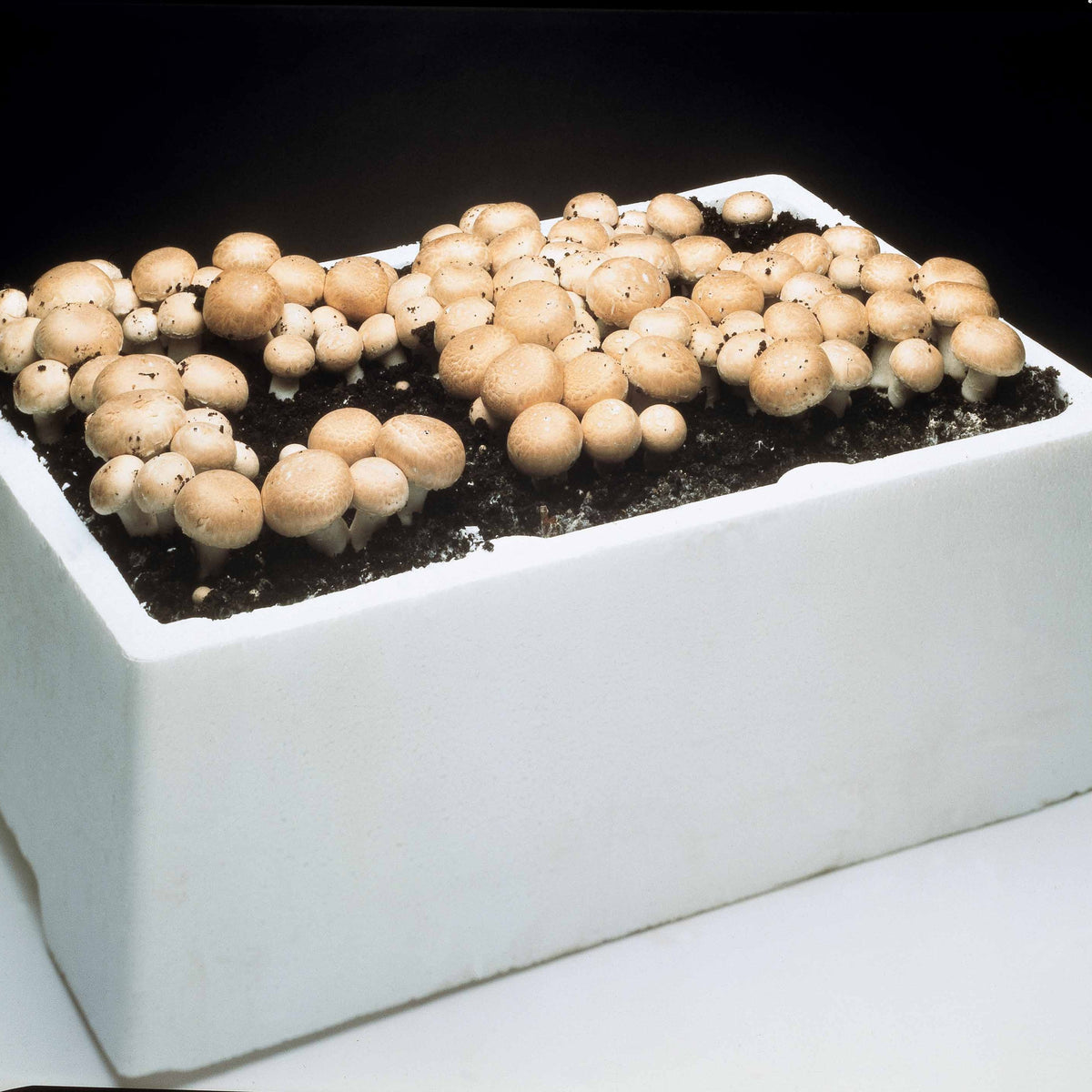 Champignon-Zuchtset - Agaricus bisporus avellaneus