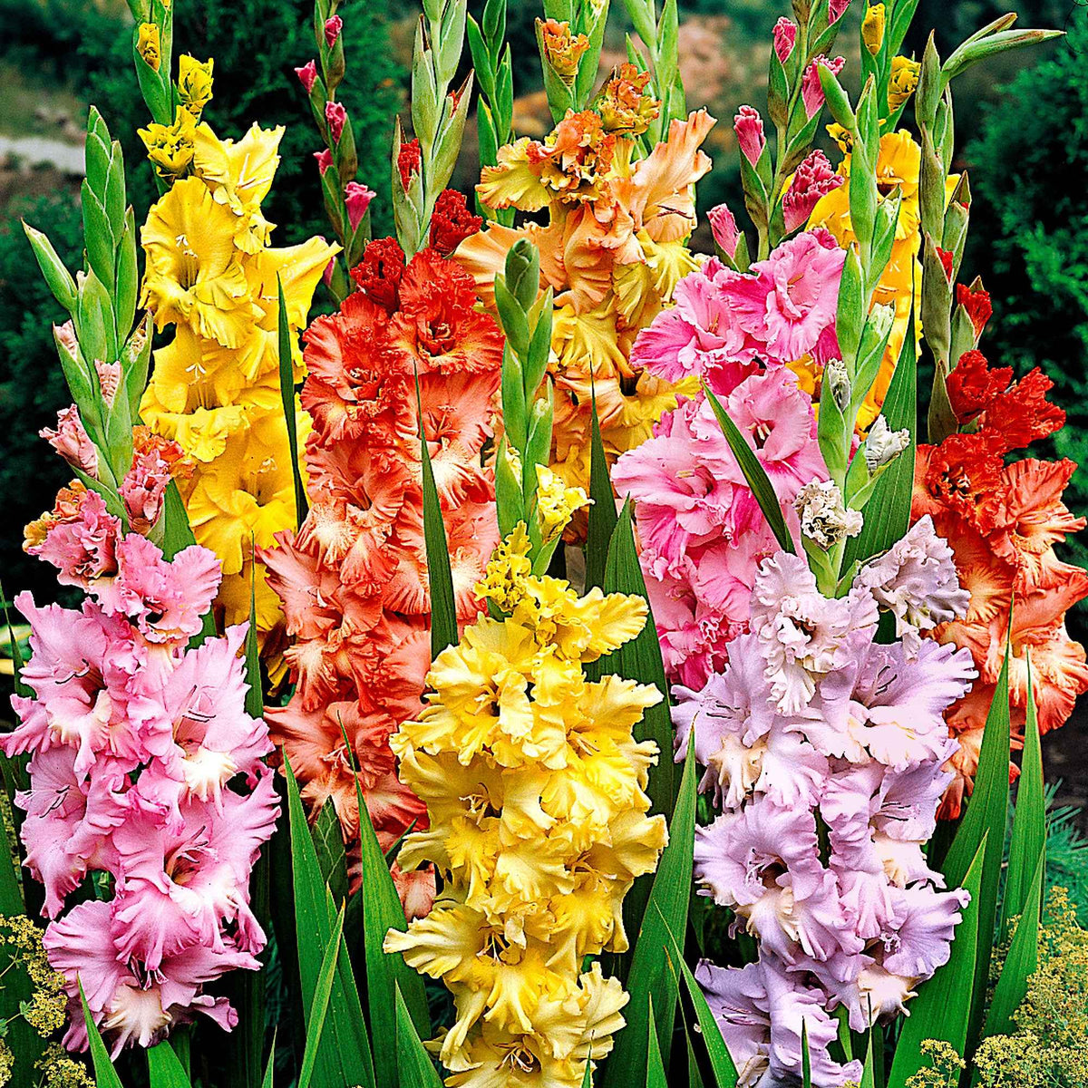 Gladiole Mischung 'Parkiet' (x25) - Gladiolus - Willemse
