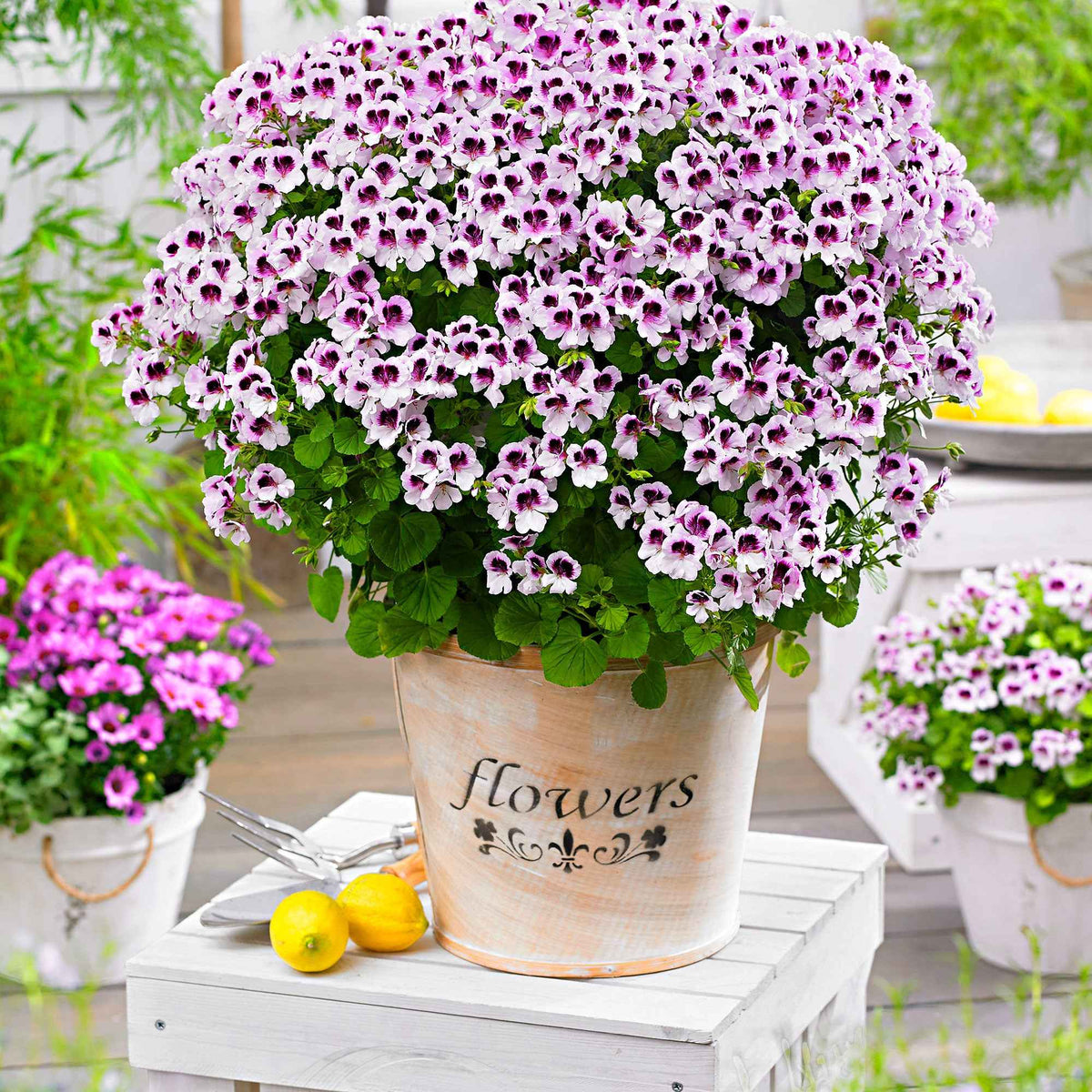 Geranie 'Mosquitaway Lizzy' (x3) - Pelargonium crispum lizzy - Willemse