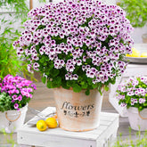 Geranie 'Mosquitaway Lizzy' (x3) - Pelargonium crispum lizzy - Willemse