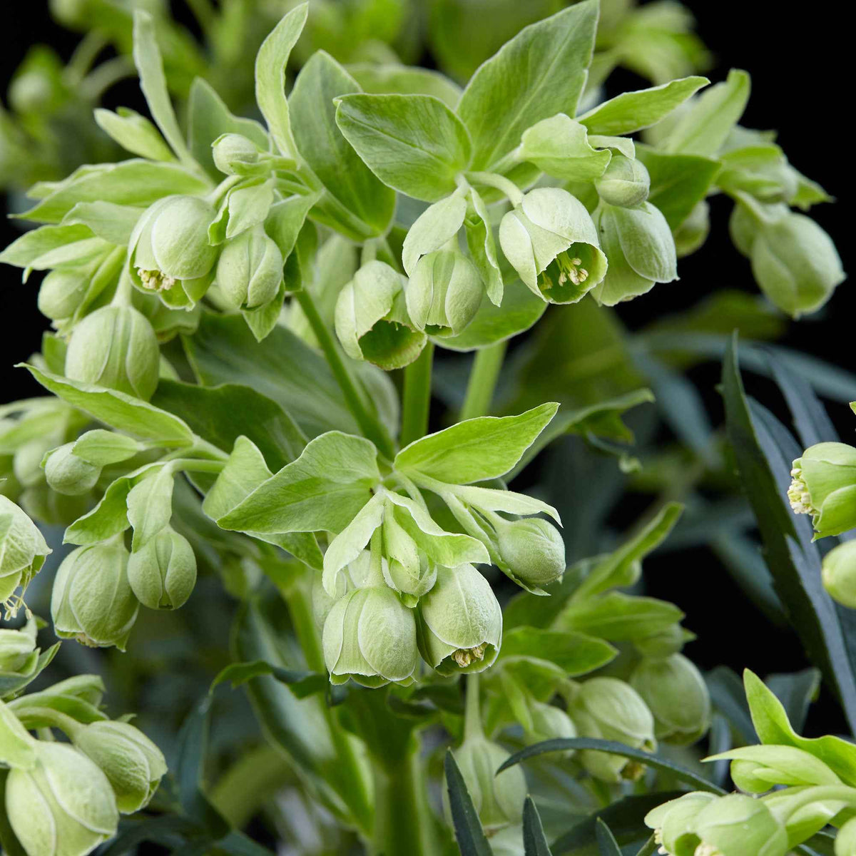 Helleborus foetidus Wester Flisk - Stinkende Nieswurz 'Wester Flisk' - Christrose - Helleborus