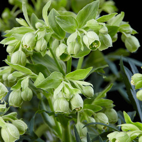 Helleborus foetidus Wester Flisk - Stinkende Nieswurz 'Wester Flisk' - Christrose - Helleborus