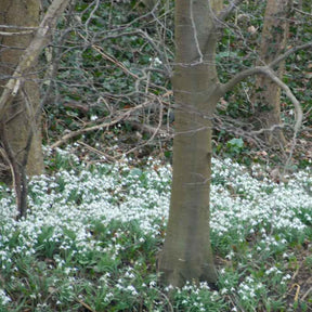 Schneeglöckchen (x25)