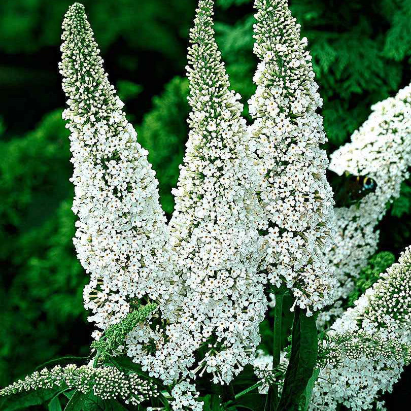 Schmetterlingsstrauch - Buddleja - Schmetterlingsflieder Buddleja 'White Profusion' - Buddleja davidii white profusion