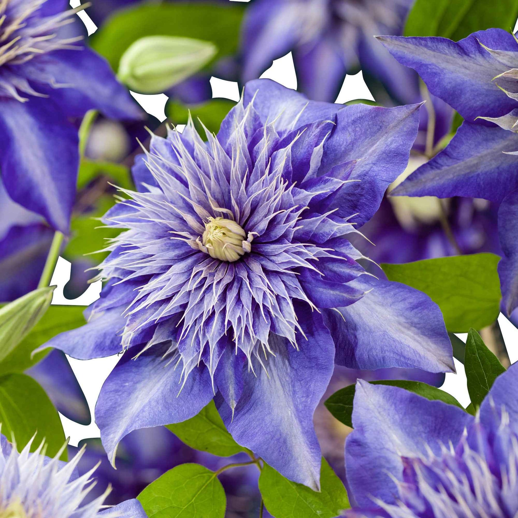 Clematis 'Multi Blue' - Clématis multi blue - Willemse
