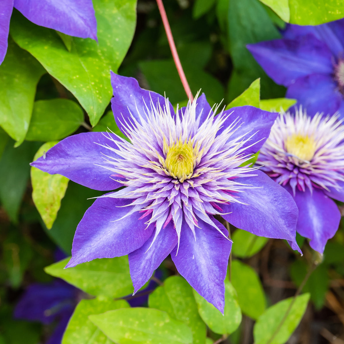 Clématis multi blue - Clematis 'Multi Blue' - Clematis