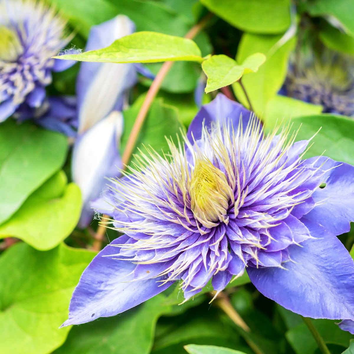 Clematis 'Multi Blue' - Willemse