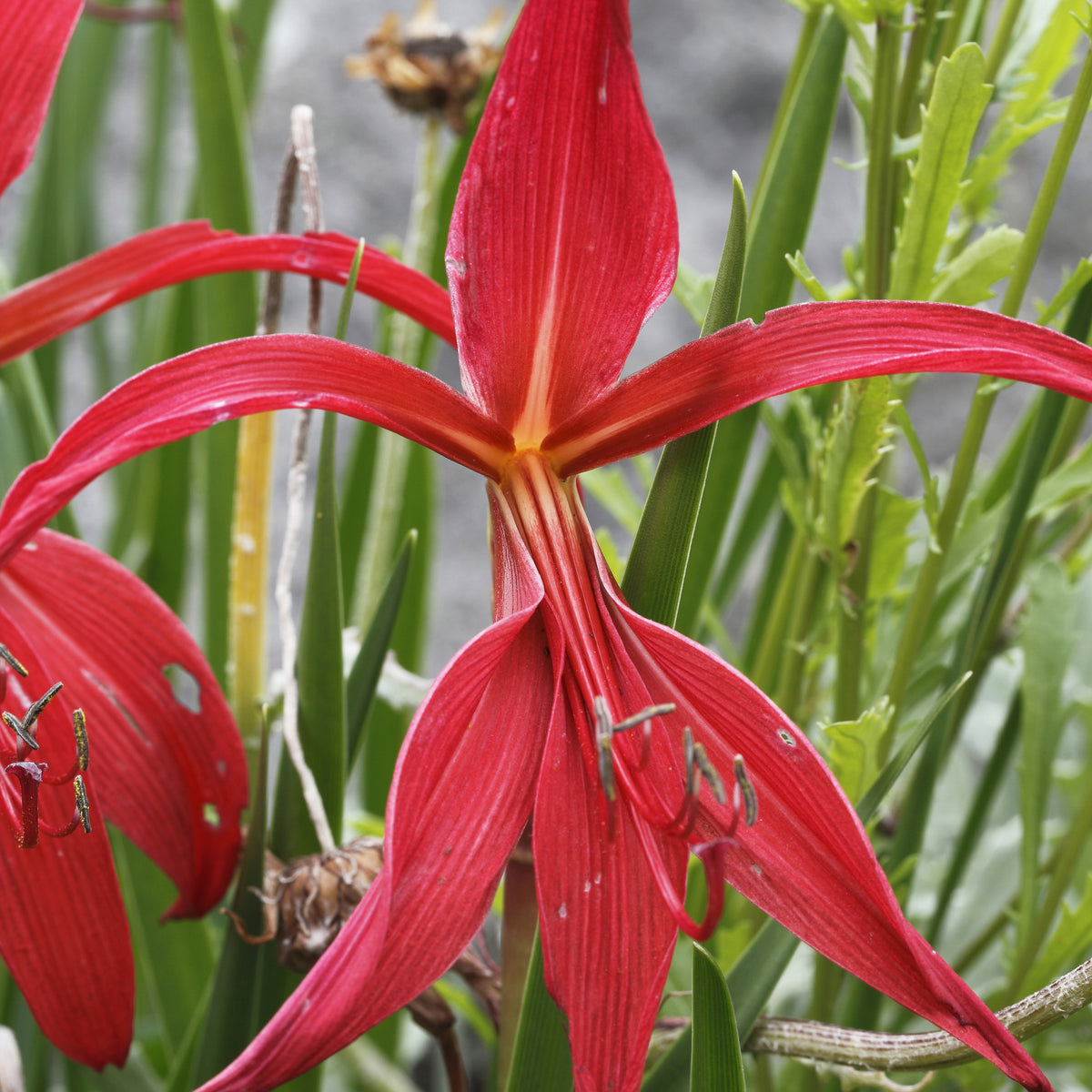 Jakobslilie (x2) - Sprekelia formosissima