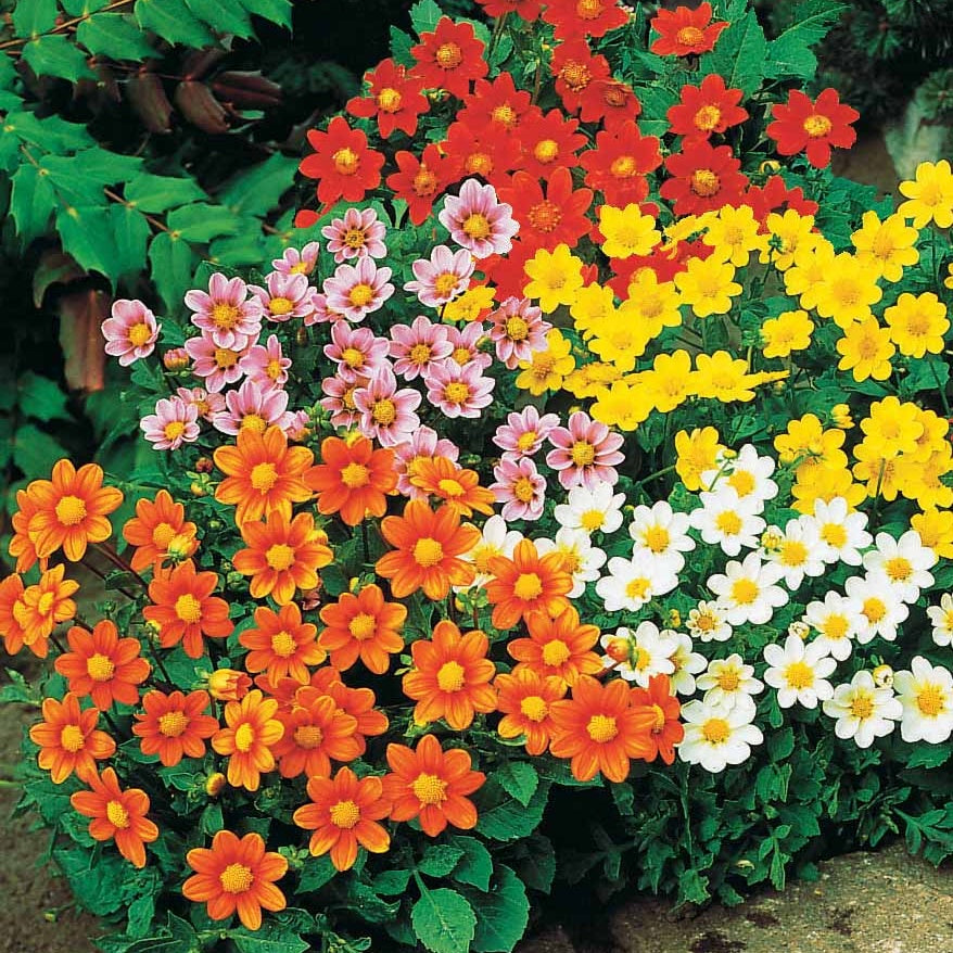 Dahlien-Zwiebeln - Dahlien 'Topmix' (x5) - Dahlias topmix