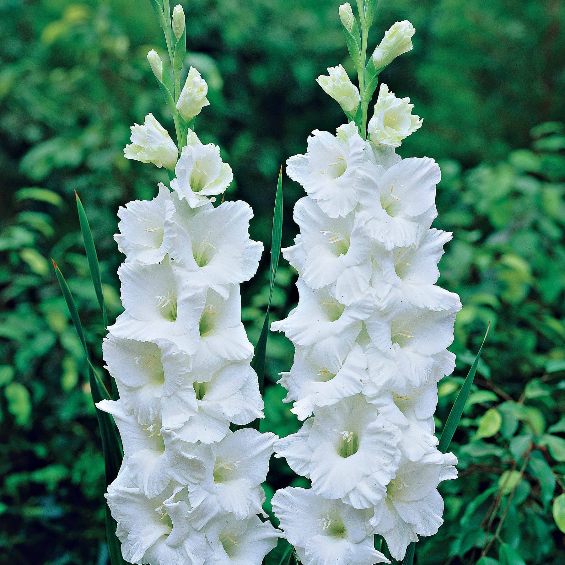 Verkauf Großblütige Gladiole Mischung (x50) - Gladiolus 'zizanie', 'stéréo', 'belle de nuit', 'p