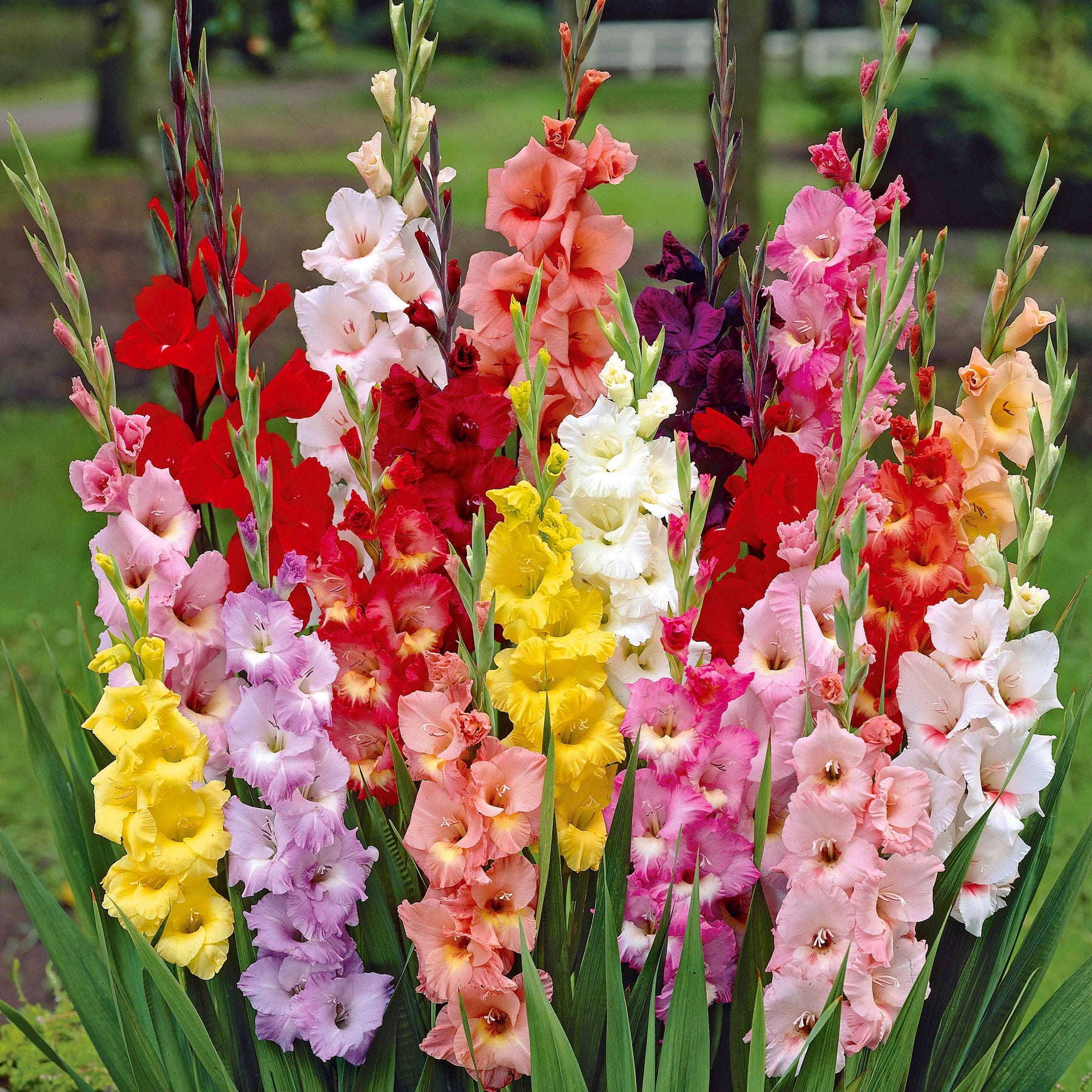 Gladiolus, Begonia, Iris, Liatris, Crocosmia, Lilium, Dahlia - Blühendes Sommerbeet - Sommerzwiebeln