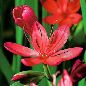 Schizostylis coccinea major - Spaltgriffel 'Major' - Alle Teichpflanzen