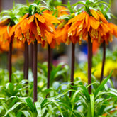 Kaiserkrone 'Orange Beauty' - Willemse