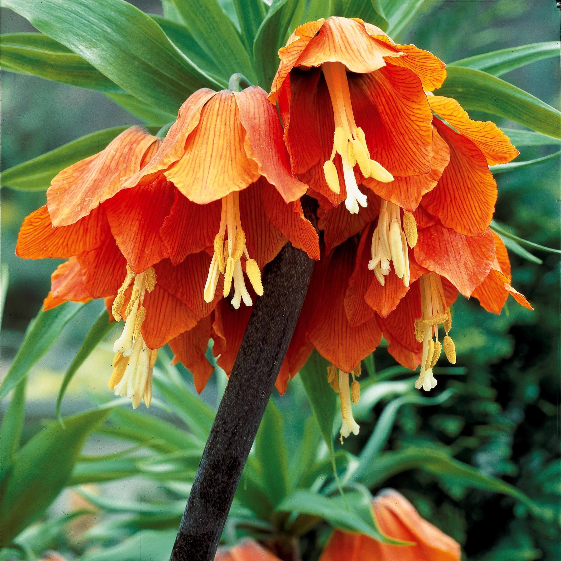 Kaiserkrone 'Orange Beauty' - Fritillaria imperialis - Willemse
