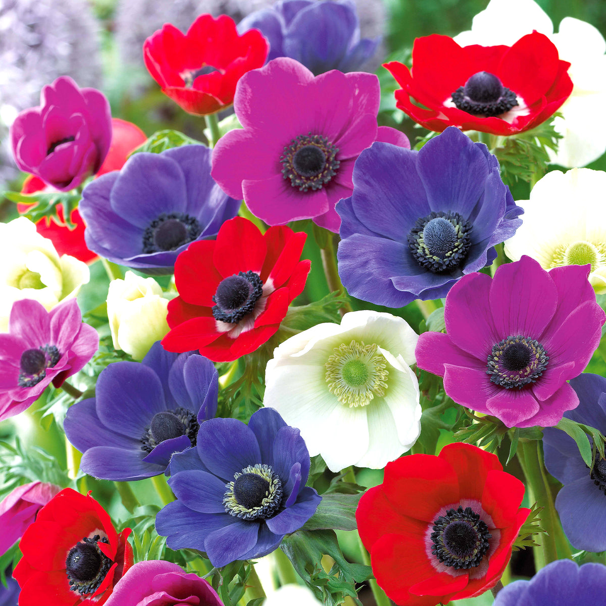 Anemone 'De Caen' Mischung - Anemone coronaria de caen