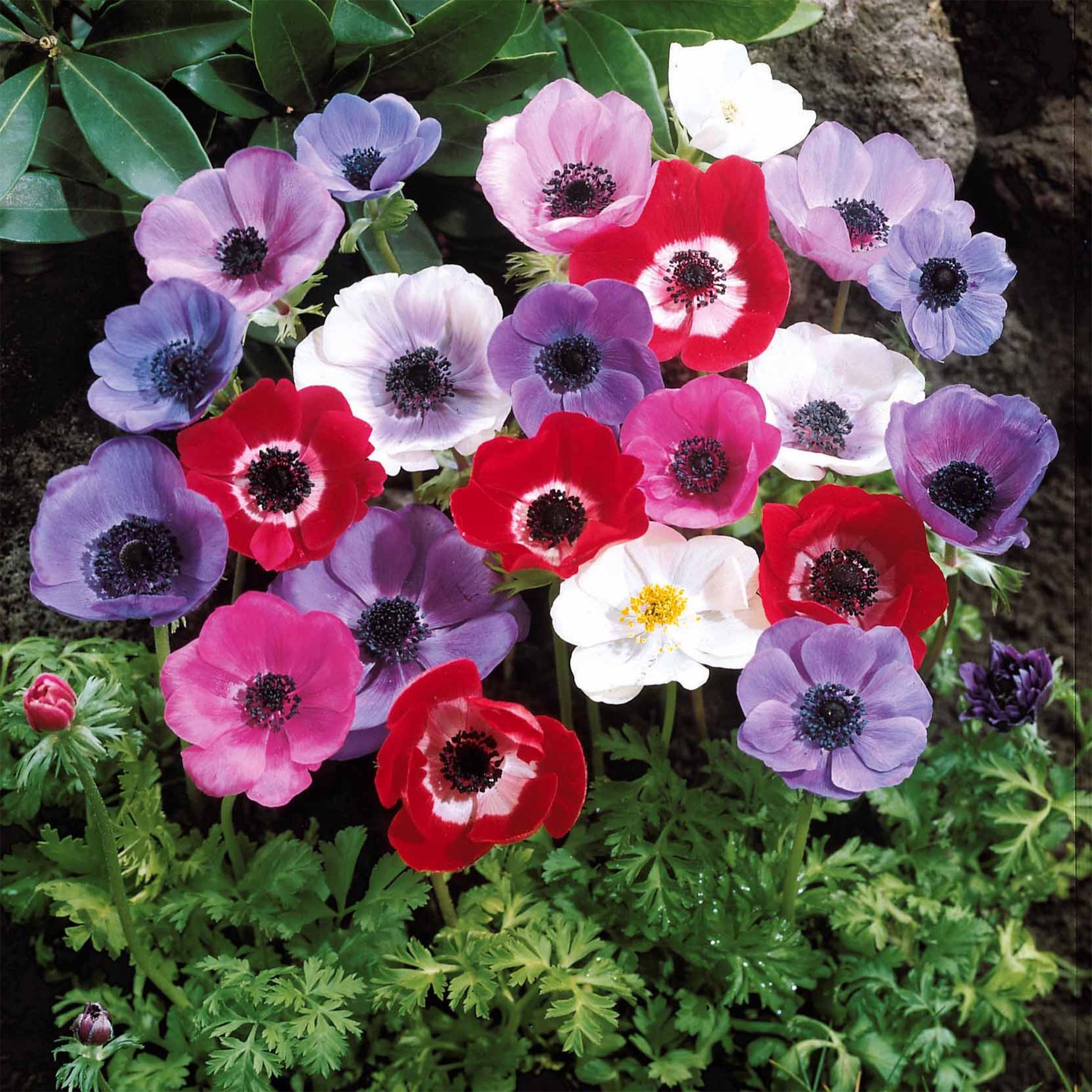 Anemonen-Zwiebeln - Anemone 'De Caen' Mischung - Anemone coronaria de Caen