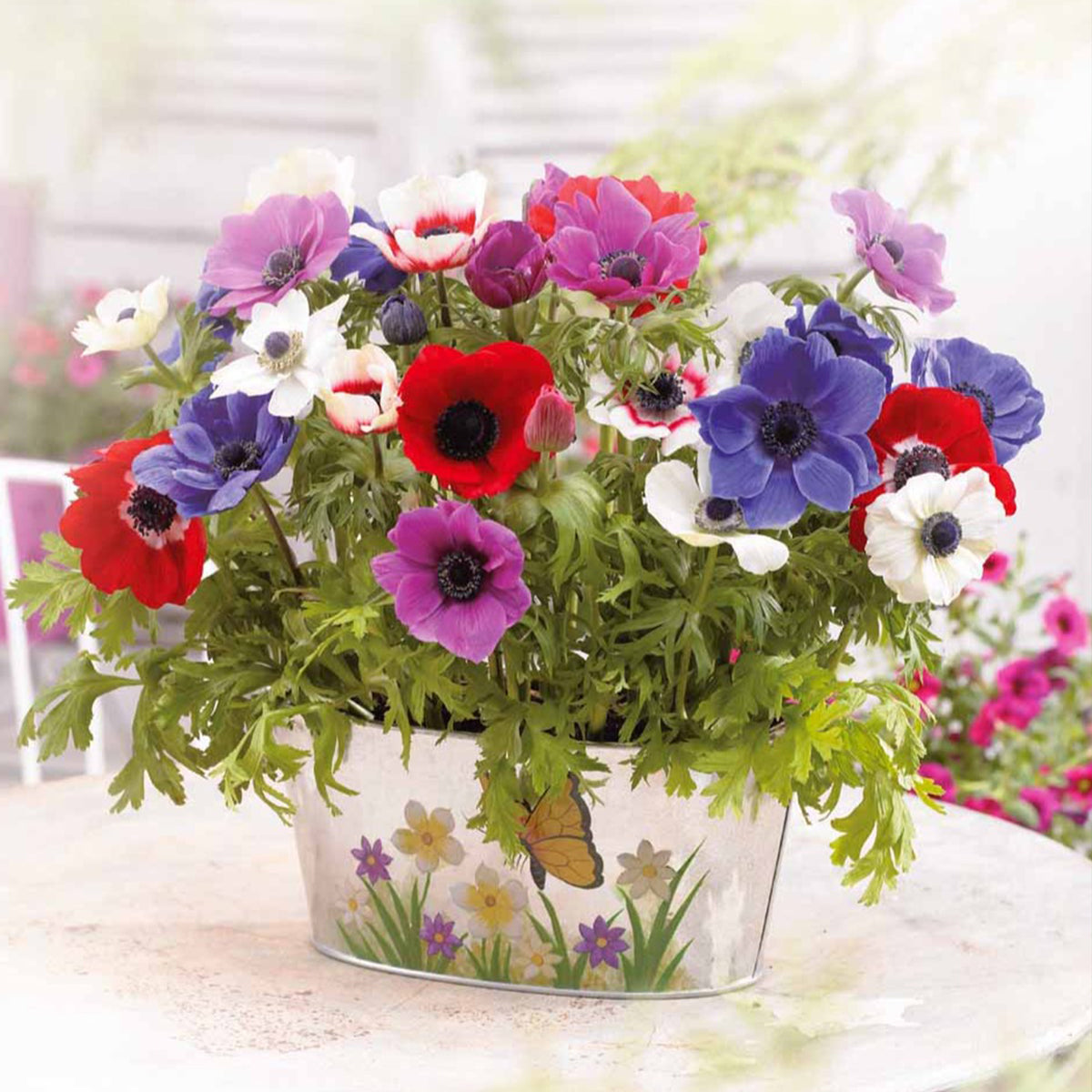 Anemone coronaria de Caen - Anemone 'De Caen' Mischung - Anemonen-Zwiebeln