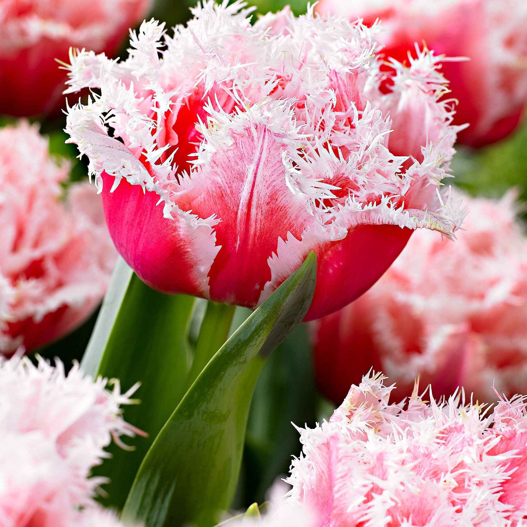 Gefranste, gefüllte Tulpe ‘Queensland’ (x5) - Willemse