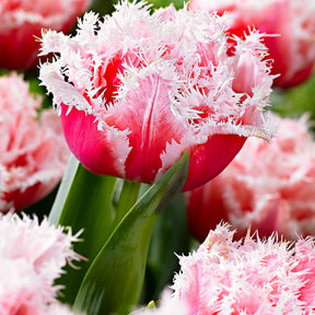 Gefranste, gefüllte Tulpe ‘Queensland’ (x5) - Willemse