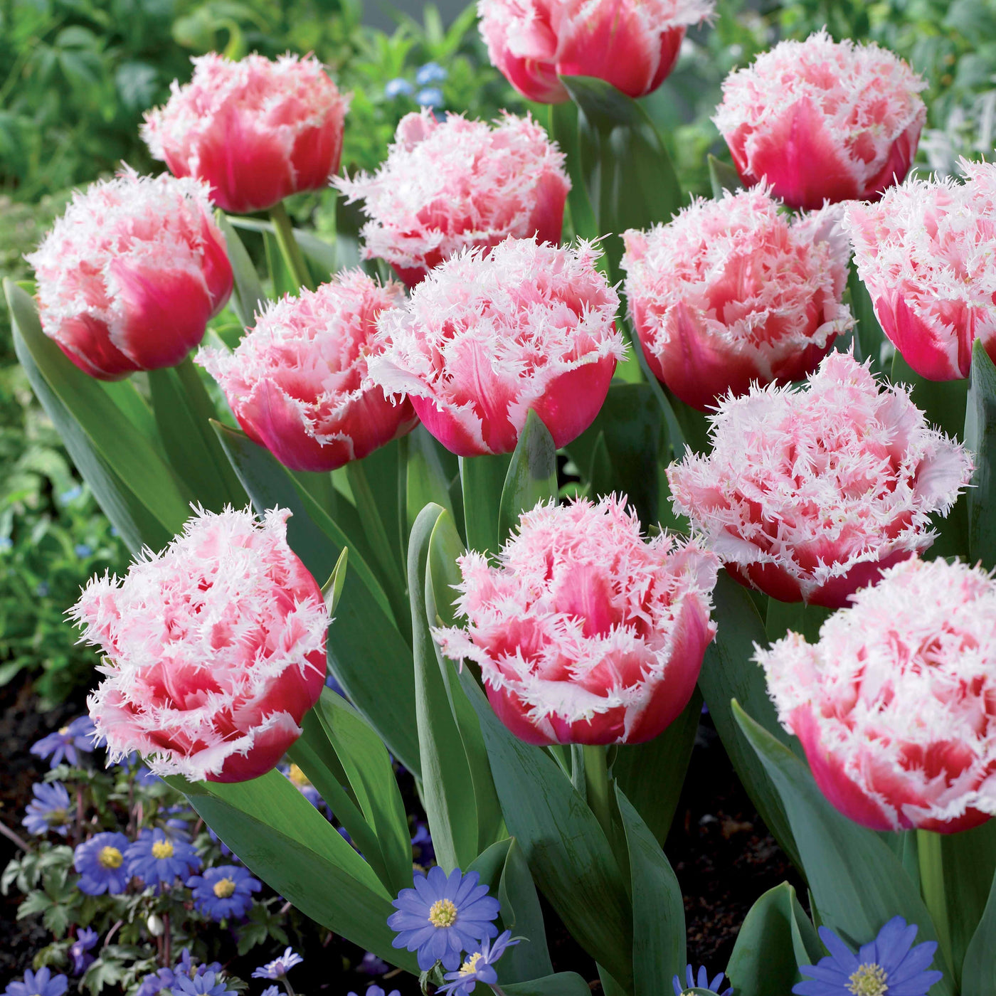 Gefranste, gefüllte Tulpe ‘Queensland’ (x5) - Tulipa queensland - Willemse