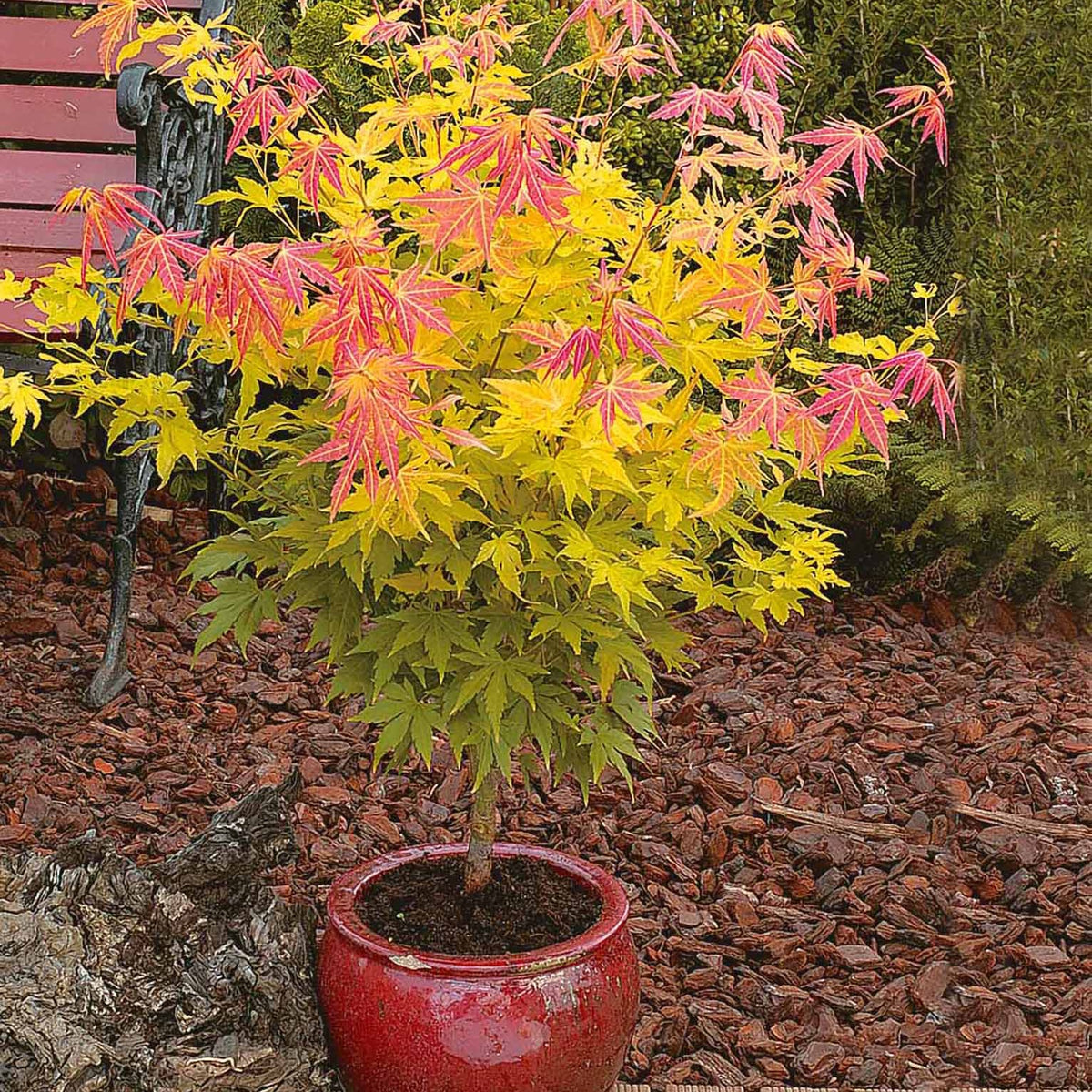Acer palmatum orange dream - Fächerahorn 'Orange Dream' - Japanischer Ahorn