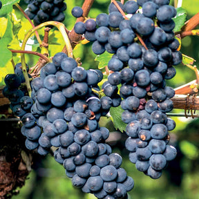 Weinrebe 'Boskoop Glory' - Vitis boskoop glory - Obstsorte