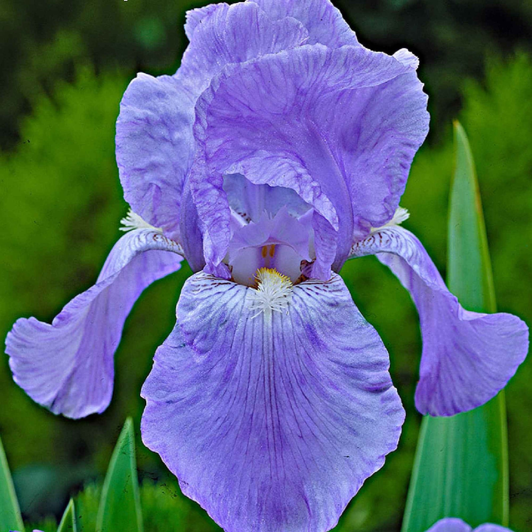 Iris germanica - Deutsche Schwertlilie - Schwertlilien Mischung 'Magic Melange' (x5) - Iris germanica