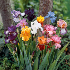 Schwertlilie Mischung 'Vibrant Beauty' (x5) - Iris germanica