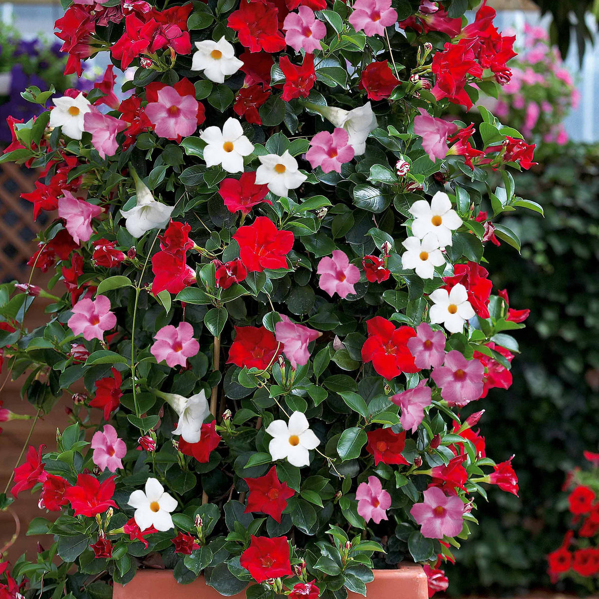 Chilenischer Jasmin Dipladenie (x3) - Dipladenia