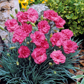 Feder-Nelke 'Fortuna' (x2) - Dianthus plumarius roseus - Beetpflanzen