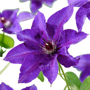 Clematis 'The President' - Clematis président - Willemse