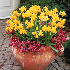 Narzissen 'Tête-à-Tête' (x10) - Narcissus tête à tête