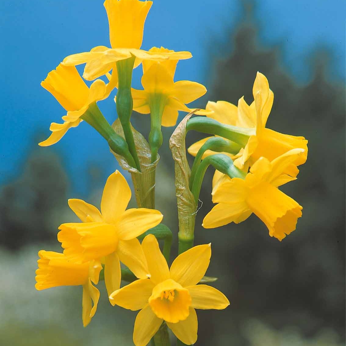 Narzissen 'Tête-à-Tête' (x10) - Narcissus tête à tête