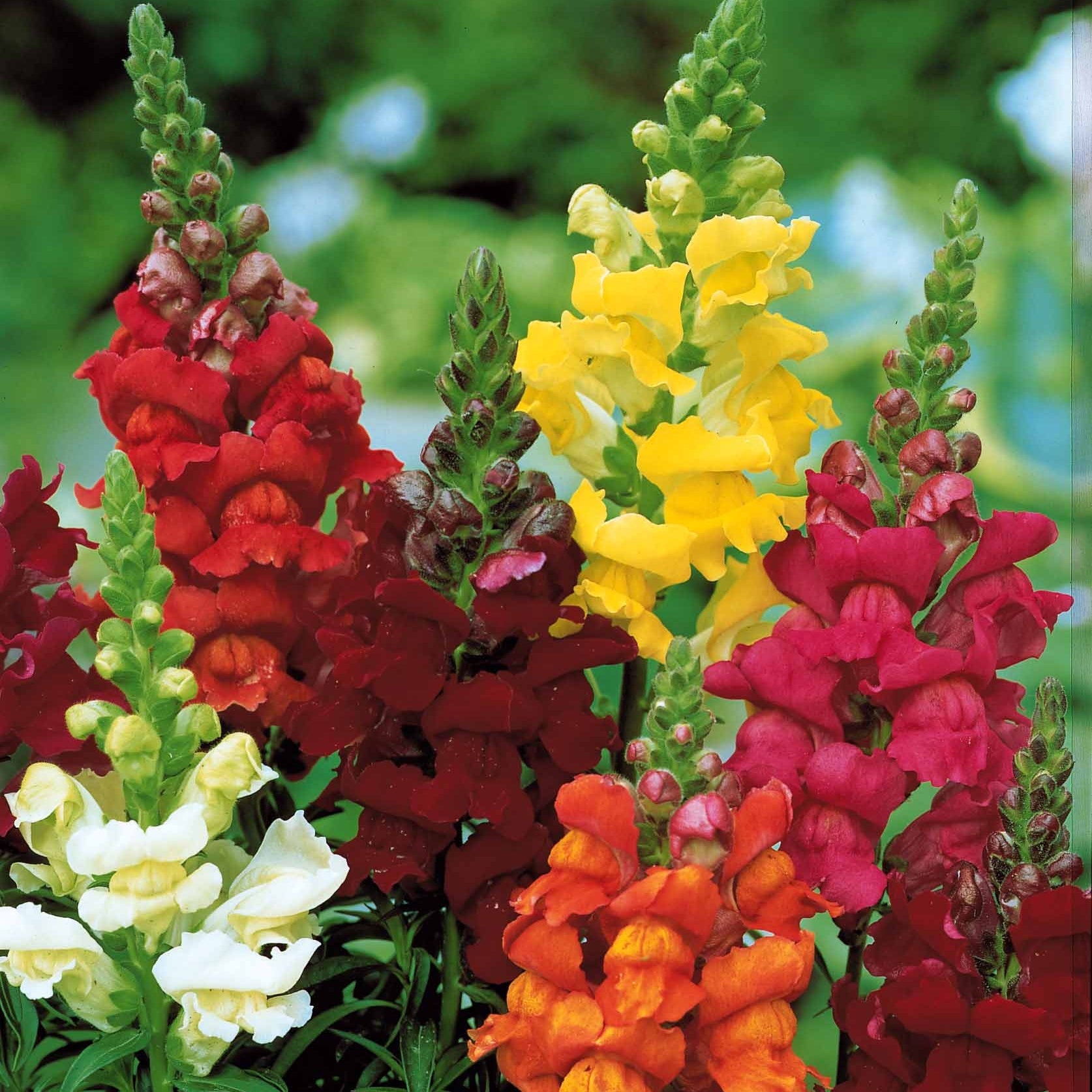 Löwenmäulchen Mischung 'Majestic' - Antirrhinum majus - Willemse