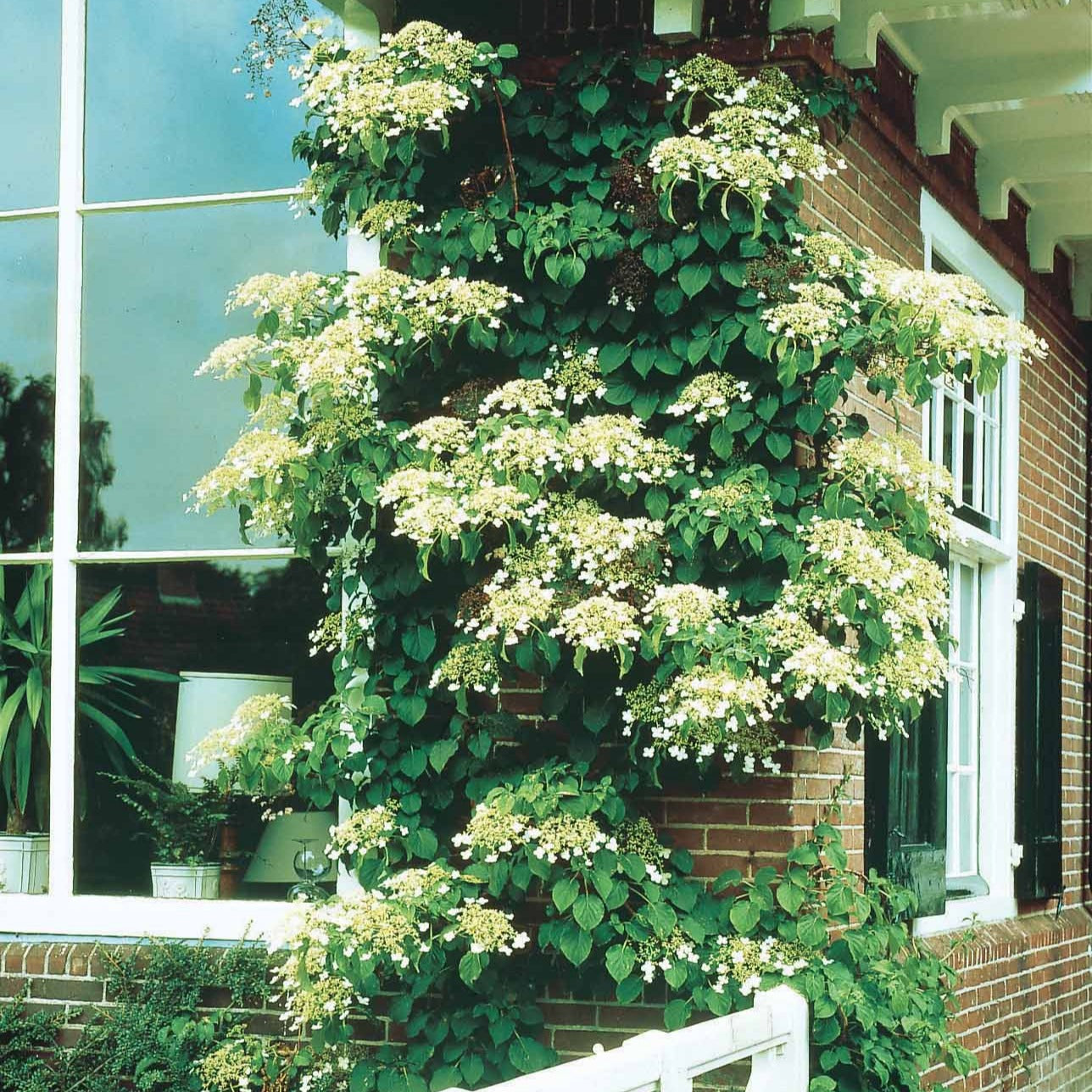 Kletterhortensie - Hydrangea anomala petiolaris