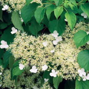 Kletterhortensie