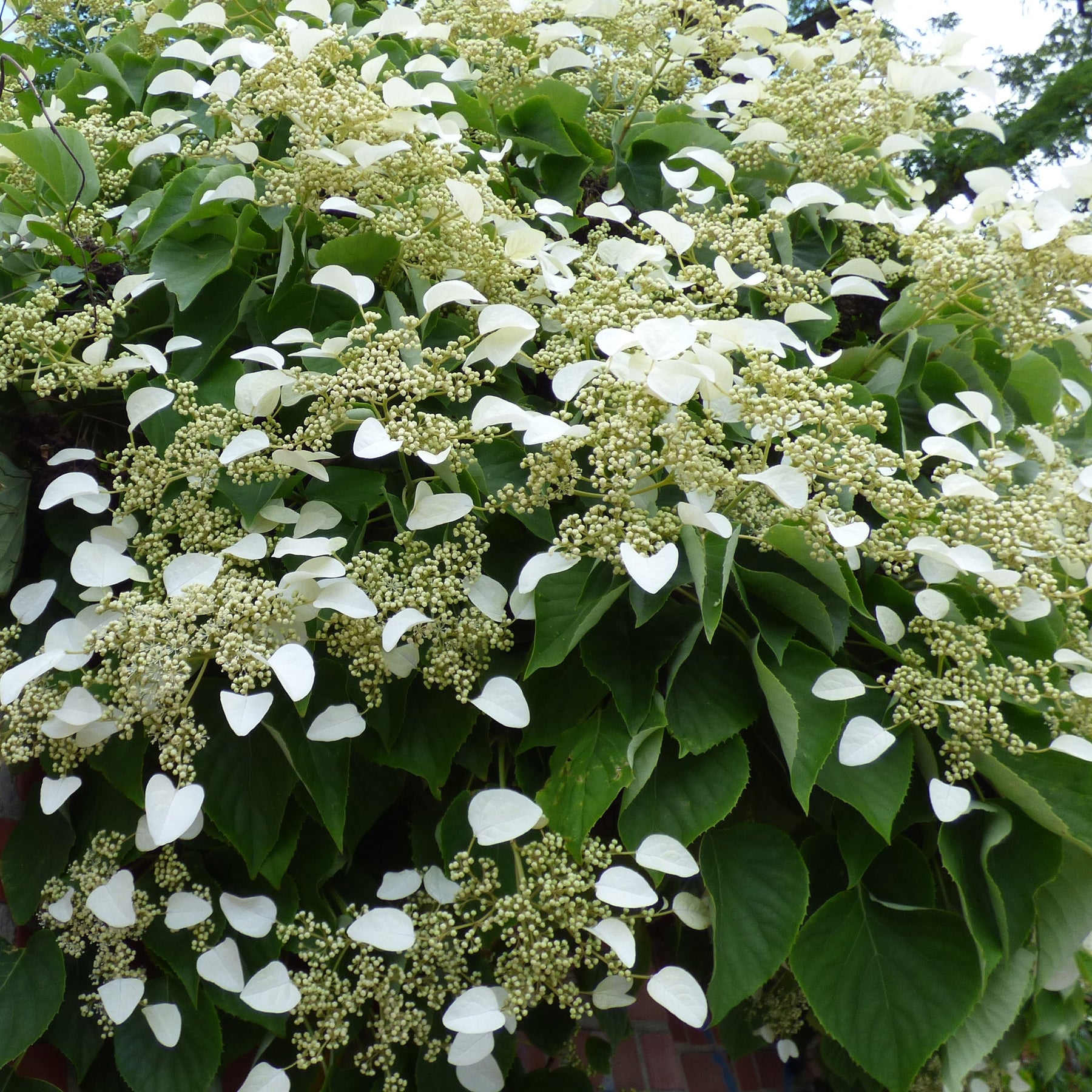 Kletterhortensie - Hydrangea anomala petiolaris - Kletterpflanzen