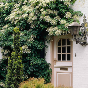 Kletterhortensie