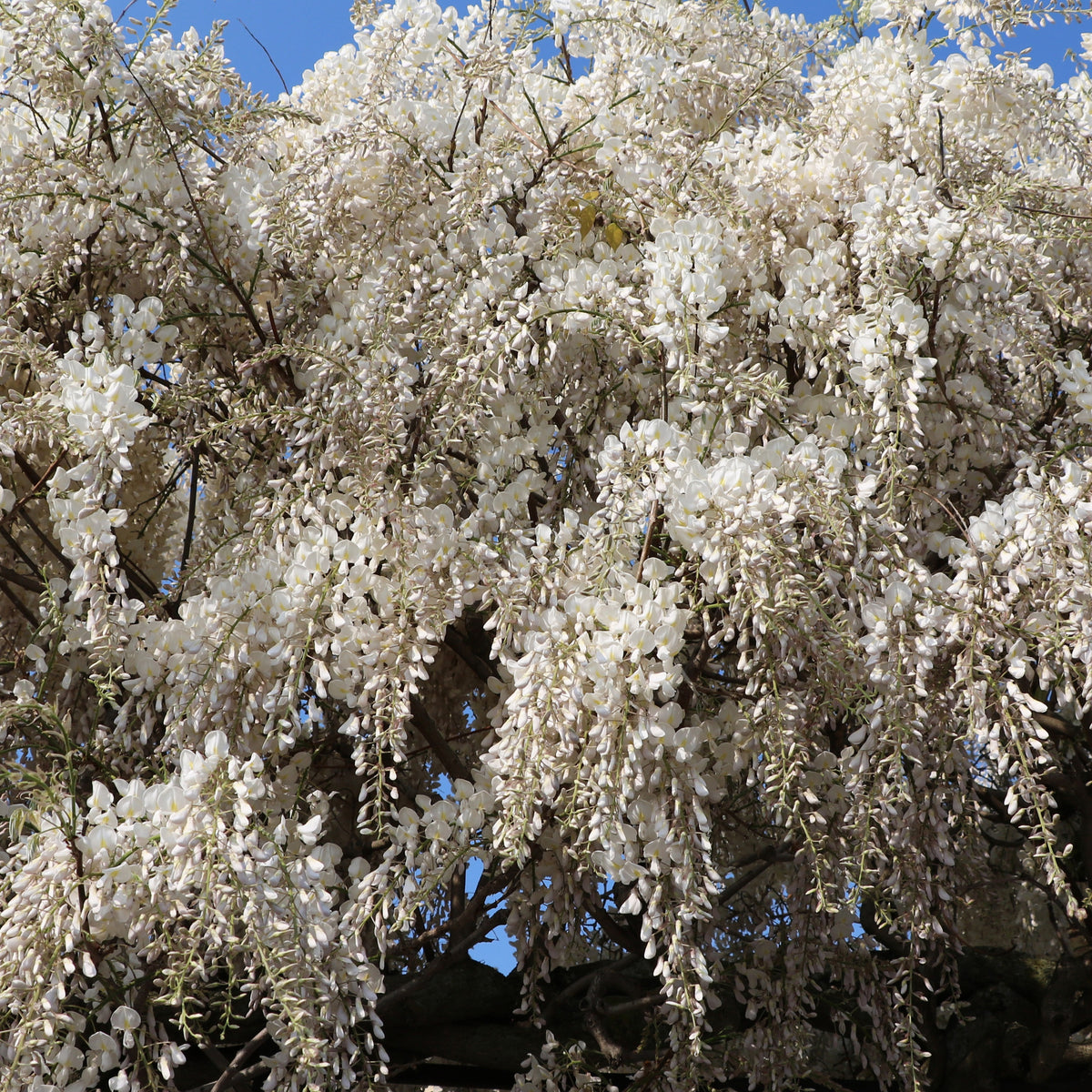 Wisteria sinensis alba - Japanischer Blauregen - Glyzinien