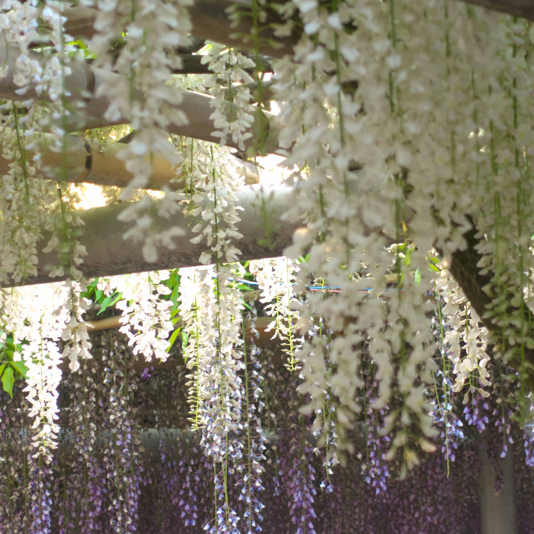 Japanischer Blauregen - Wisteria sinensis alba