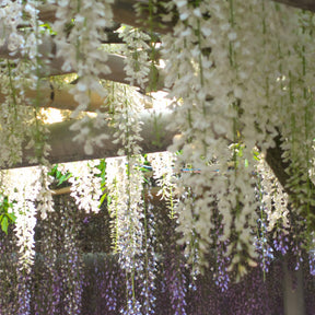 Japanischer Blauregen - Wisteria sinensis alba