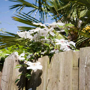 Clematis 'Miss Bateman' - Clematis miss bateman - Willemse