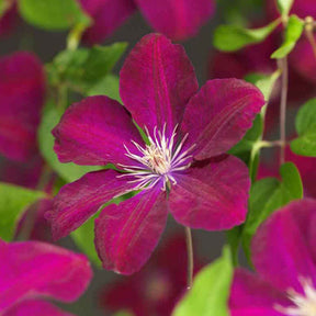 Waldrebe ‘Rouge Cardinal’ - Willemse