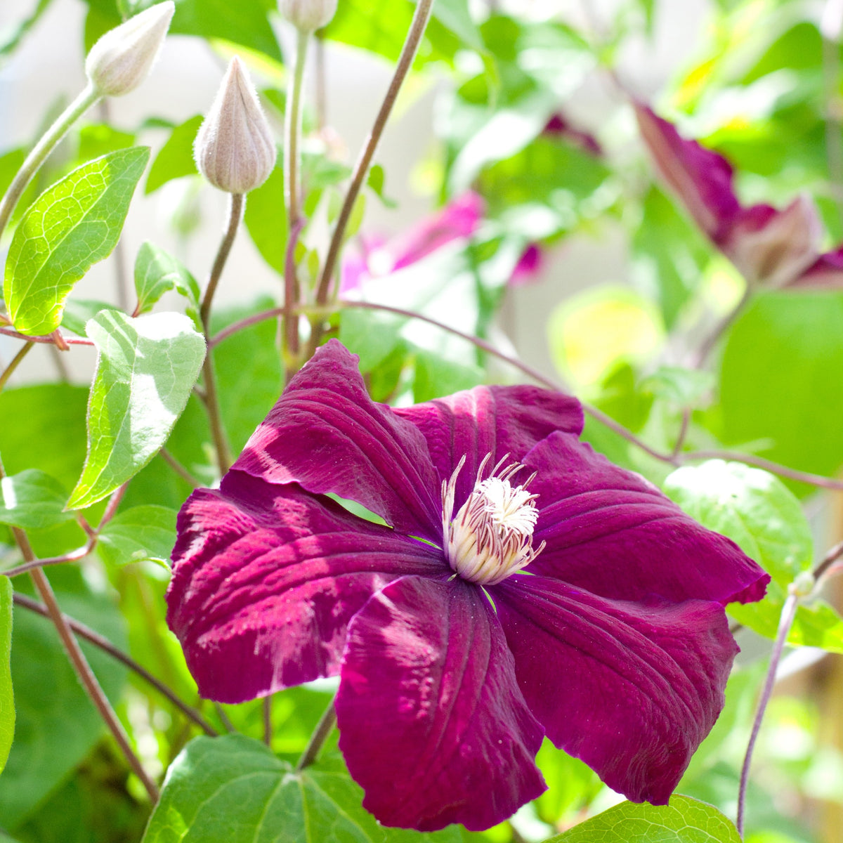 Clematis 'Rouge Cardinal' - Clématis rouge cardinal