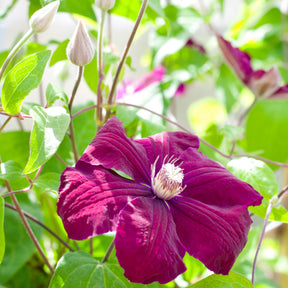 Clematis 'Rouge Cardinal' - Clématis rouge cardinal