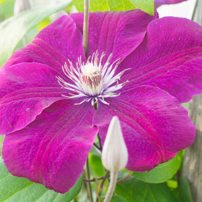 Clematis 'Rouge Cardinal' - Clématis rouge cardinal