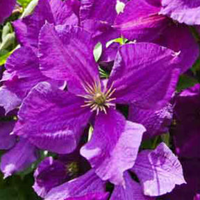 Clematis - Waldrebe 'Jackmanii' - Clematis Jackmanii
