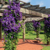 Waldrebe 'Jackmanii' - Clematis Jackmanii