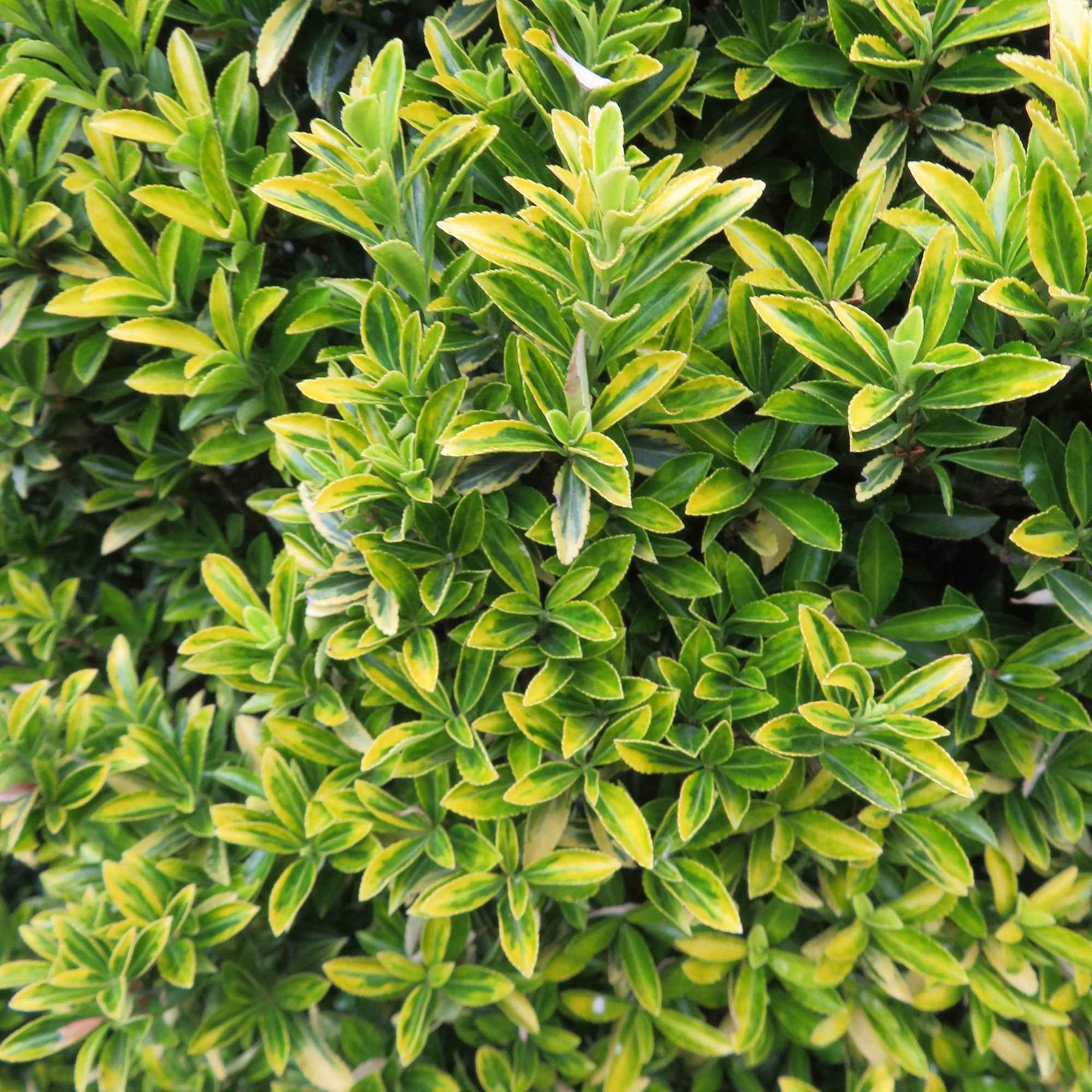 Euonymus japonicus microphyllus Aureovariegatus - Japanischer Spindelstrauch 'Microphyllus Aureovariegatus' - Blühende Sträucher